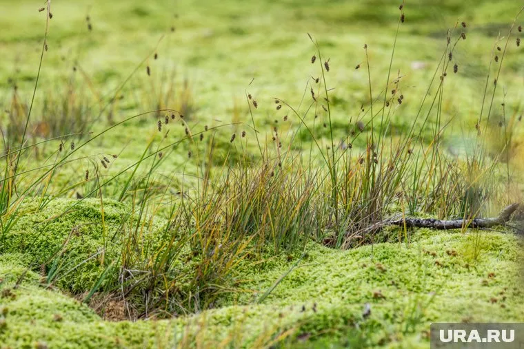 Ребенок начал тонуть в болоте на глазах товарища