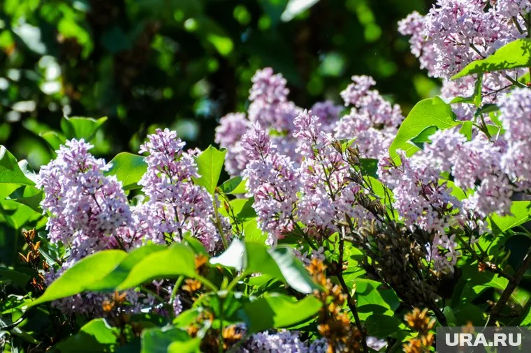 В Челябинске сирень зацвела раньше обычного