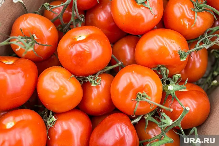 После обеззараживания помидоры выпустят в продажу