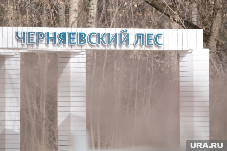 Подрядчику предстоит очищать лес от опавших листьев, грязи и мокрого снега