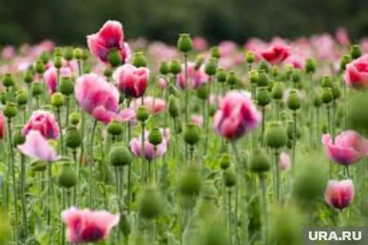 Российская фармакология больше не может зависеть от иностранного сырья