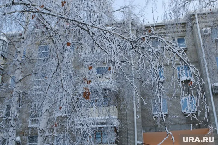 От праздничных деревьев остались одни стволы
