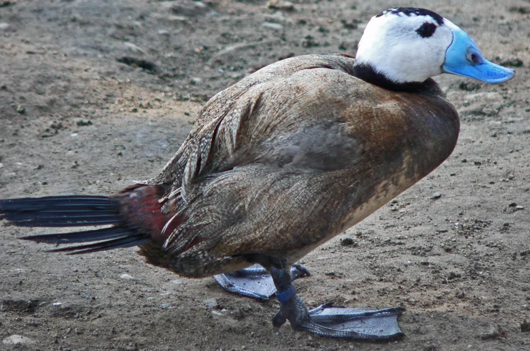 Численность краснокнижной птицы уменьшилась до 25 особей