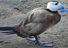 В Челябинской области могут установить памятник редкой краснокнижной утке савке