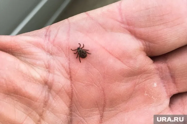 Клещи укусили 232 ребенка и 1181 взрослого