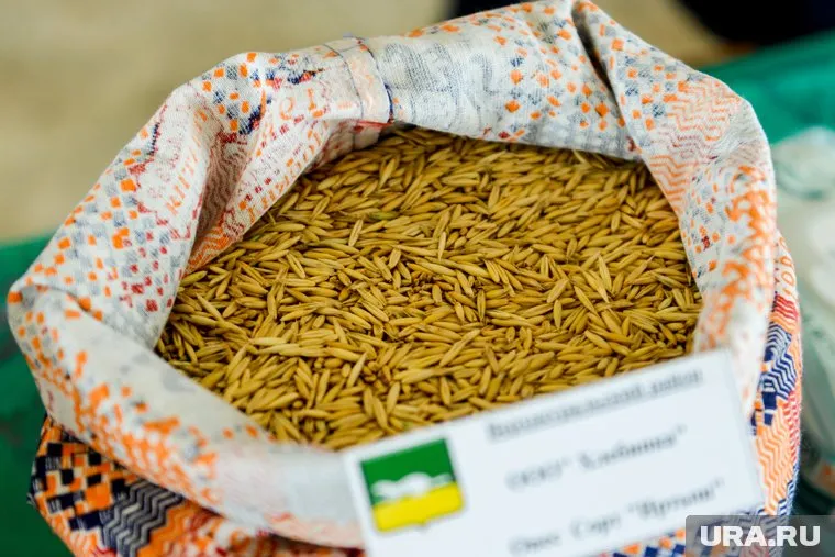 Овес ценится своими полезными свойствами