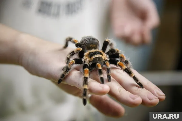 Питомец сбежал от хозяина и теперь бродит по дому