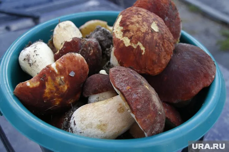 Югорчане восхитились красотой и количеством грибов, собранных главой депздрава