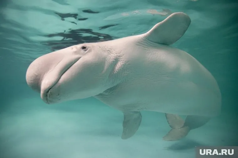 Кита спасали три часа