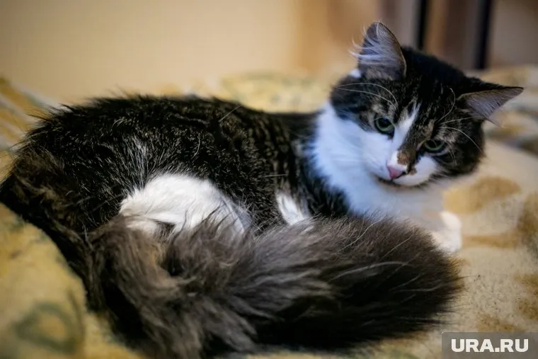 Кошки могут быть передаточным звеном нового заболевания