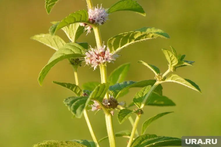 Мята имеет лечебные и вредные свойства