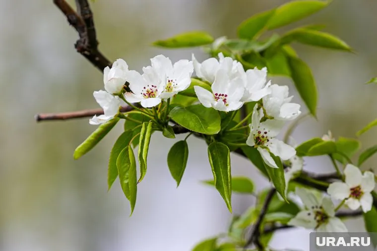 Яблоня была самой большой в городе (архивное фото)