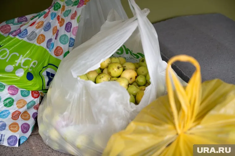 В начале осени жителям региона дешево или даже бесплатно отдают яблоки