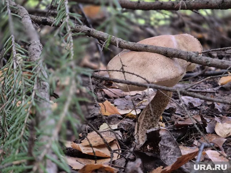 Грибы радуют курганцев