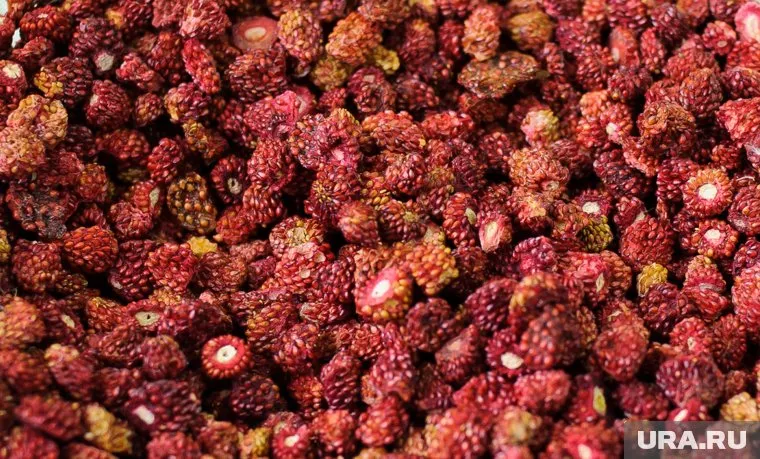 Кожура салака напоминает змеиную кожу