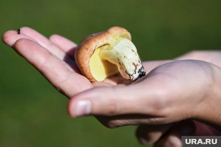 Жители региона с начала сезона делятся найденными грибами в соцсетях и мессенджерах