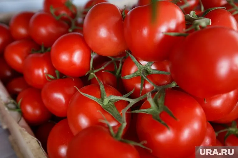 Ожидается, что стоимость импортных томатов вырастет на 5%