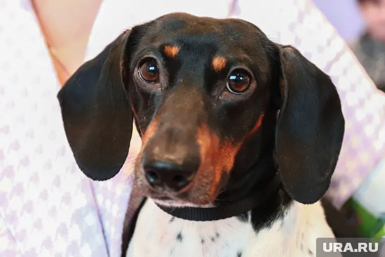 Теперь Валери возвращается к своим владельцам