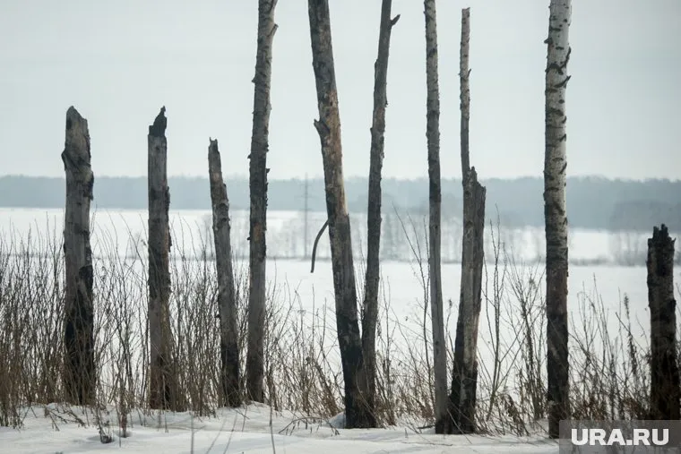 Странные находки в лесу насторожили жителей Ревды