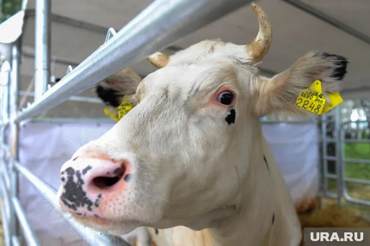 Данные Свердловскстата говорят об увеличении поголовья КРС в Зауралье