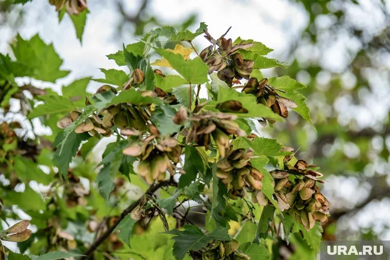 Водитель пообещала восстановить все, что сломала