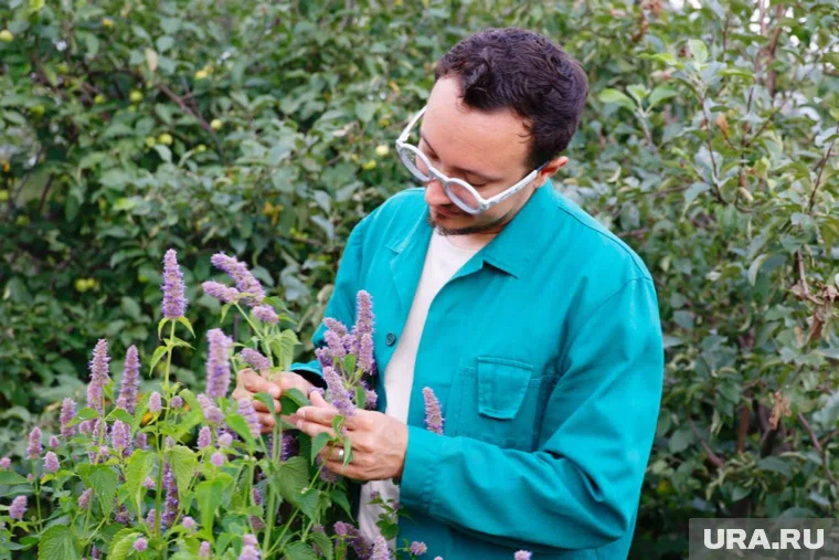 Курганцы применяют травы для иммунитета, которые растут на дачах и в полях