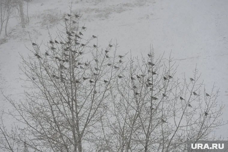 Во многих регионах России ожидается холодный март