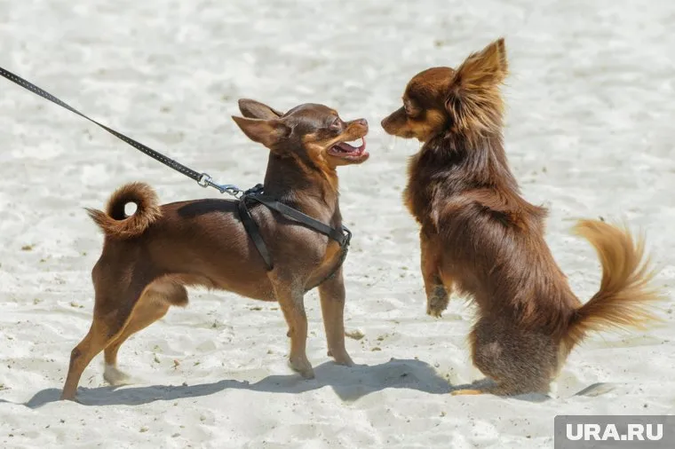 Законопроект призван сократить число бездомных домашних животных