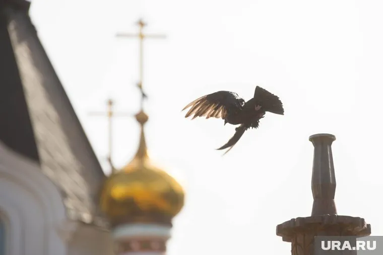 Птицы — это беда для авиации