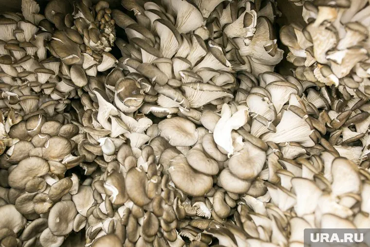 Площадь помещения для выращивания грибов - 1000 квадратных метров