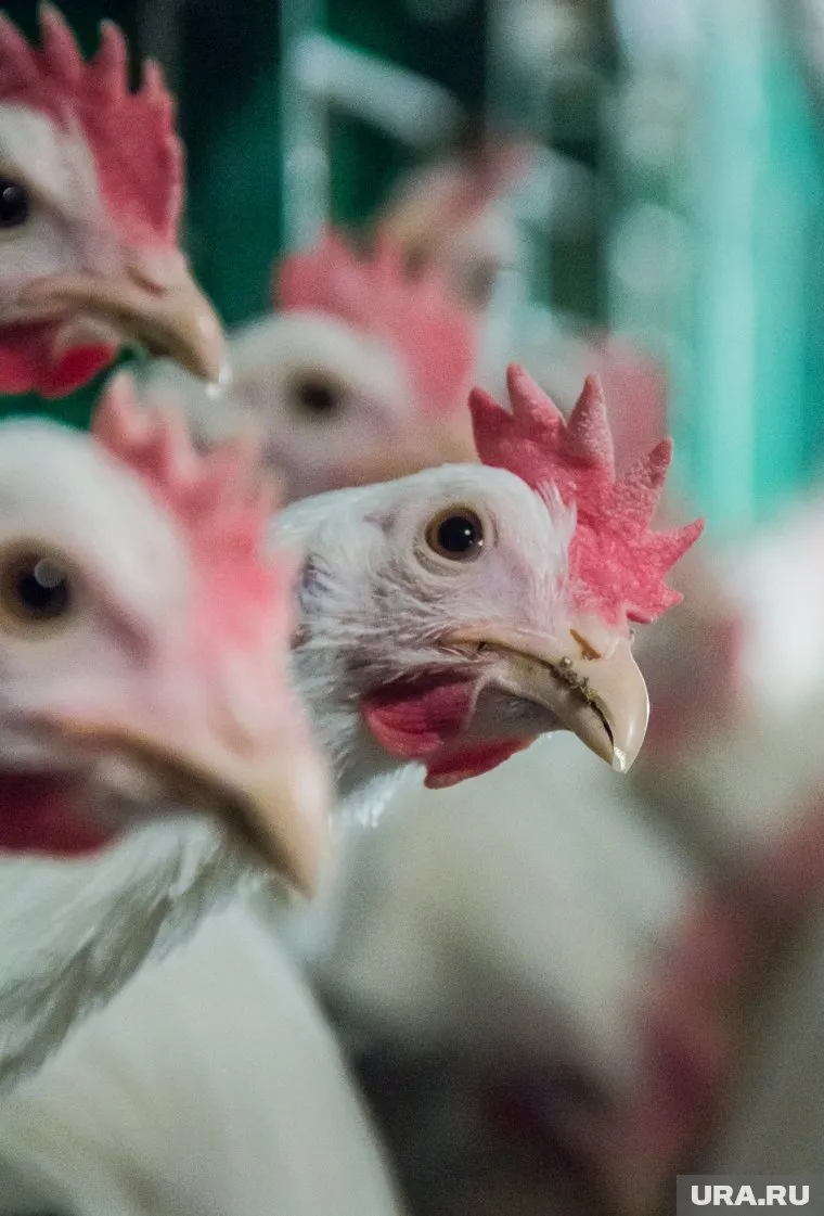 В магазинах уральской столицы опустели полки с мясом курицы