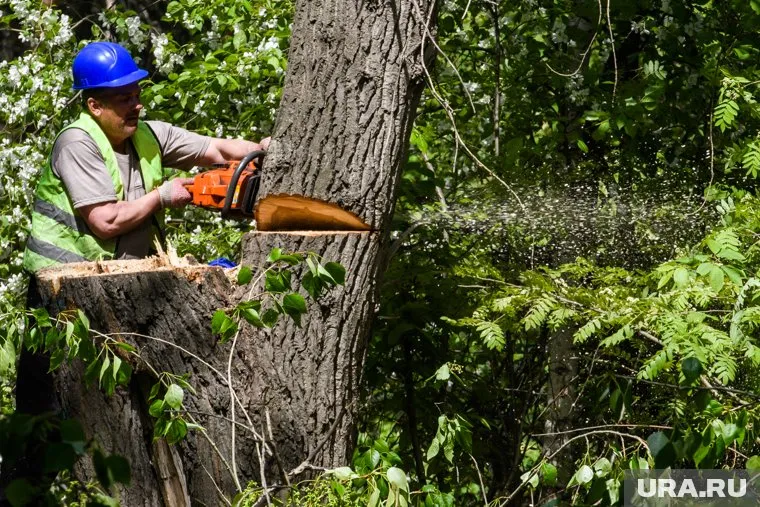 Рабочие не догадывались о незаконности вырубки (архивное фото)