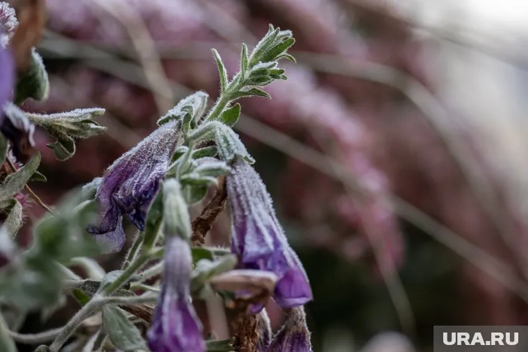 Садоводов предупреждают о неблагоприятной погоде 