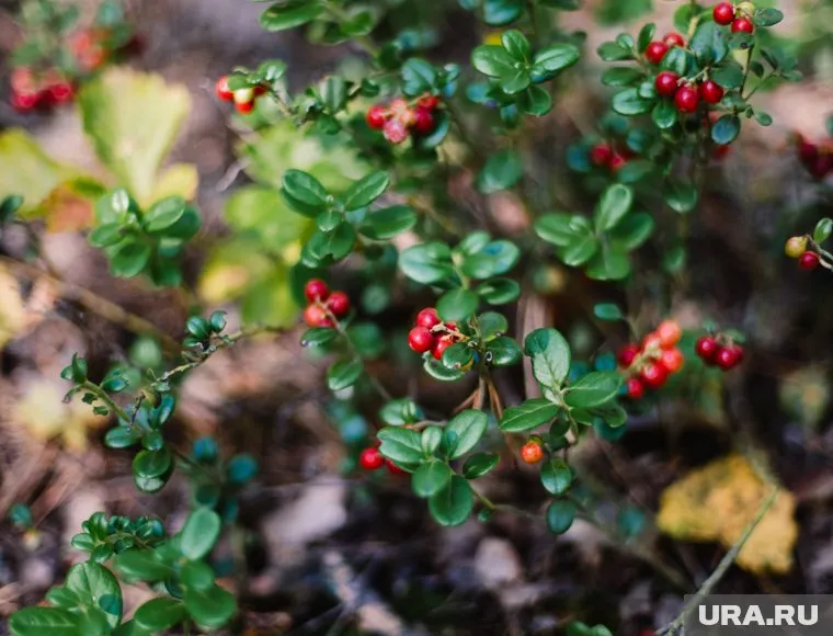 В тюменских лесах уже поспела брусника