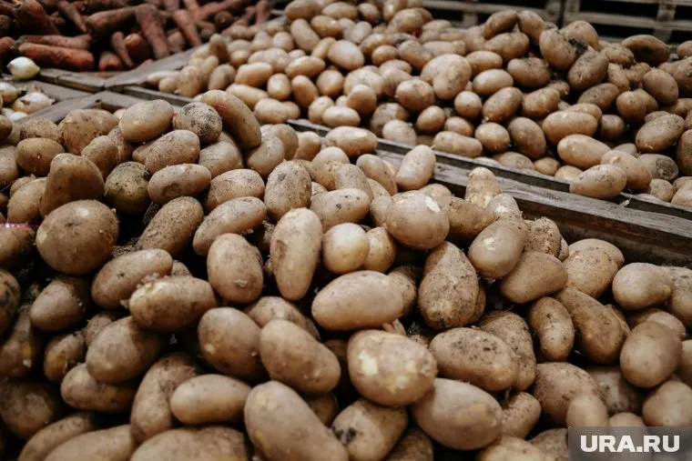 Картофель подорожал больше золота