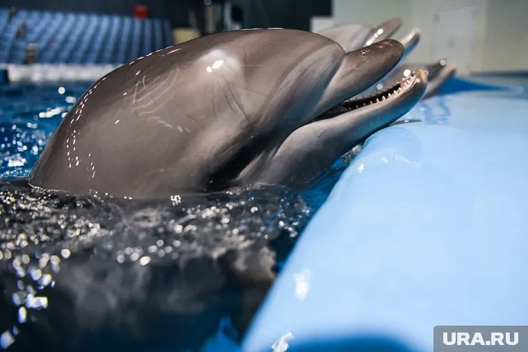 Часть дельфинов погибла от выброса мазута