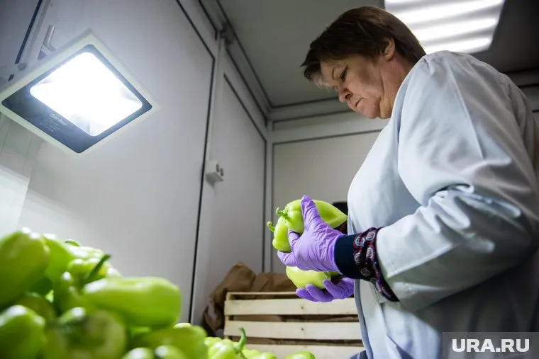 Отобранные пробы овощей проверят на соответствие продукции требованиям Федерального закона (фото из архива)