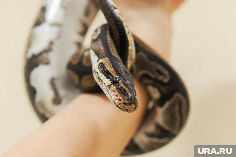 Опасные змеи есть почти в каждом регионе России