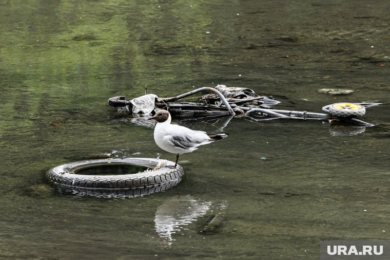 «Деревни очищаем от старых автопокрышек»: глава Кетовского округа показал, как увозят шины в Курган. Фото