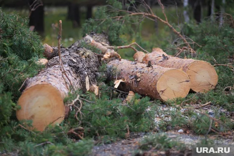 Россиянам напомнили о правильном обращении с древесиной