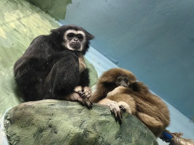 Рокки (слева) сейчас осваивается в вольере с самкой Герой