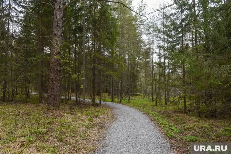 Спасатели нашли пенсионера, заблудившегося в свердловском лесу