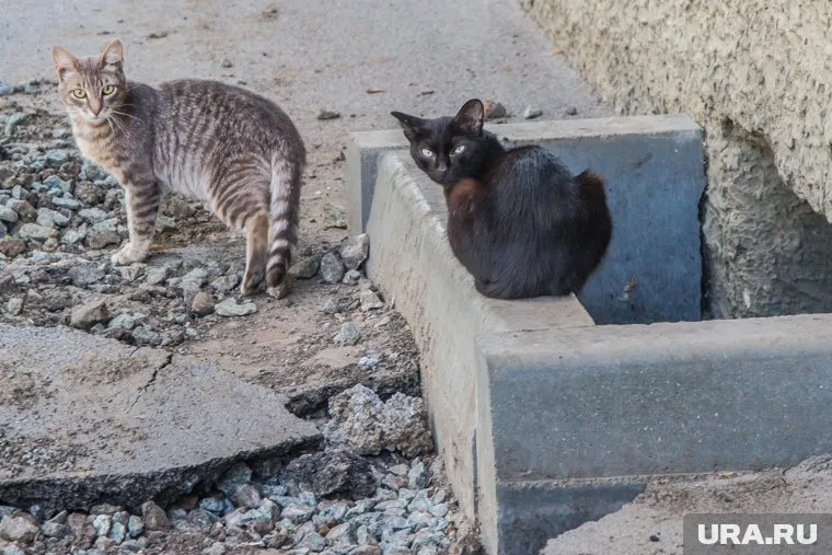 Для бездомных котов откроют подвалы