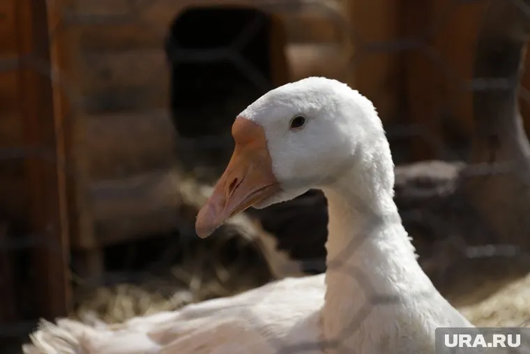 ВС РФ хотели съесть гуся Валеру, но со временем он стал частью коллектива