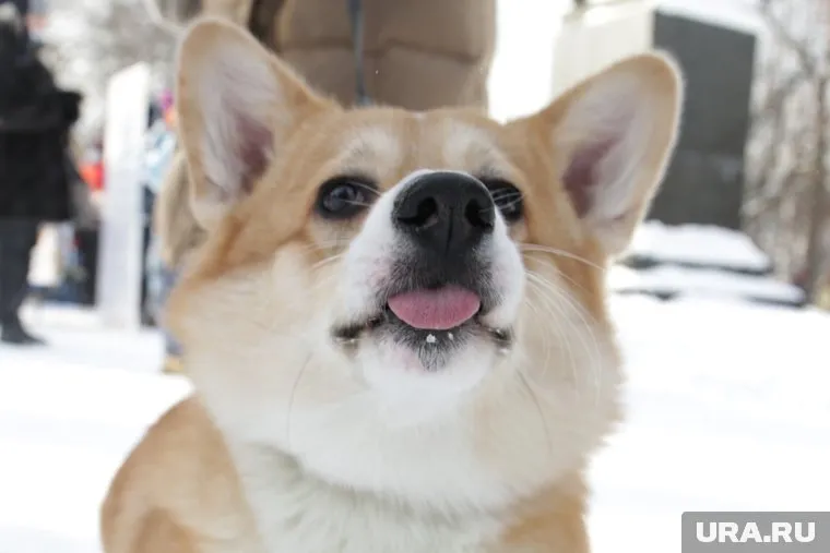 Свердловские волонтеры выгуливают питомцев мобилизованных