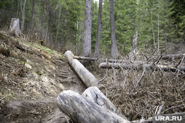 Окоп и гильза были найдены во время прогулки по лесу