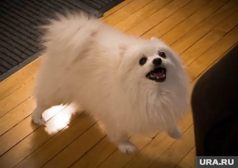 Задорный лай песика узнали и полюбили пользователи в разных странах мира