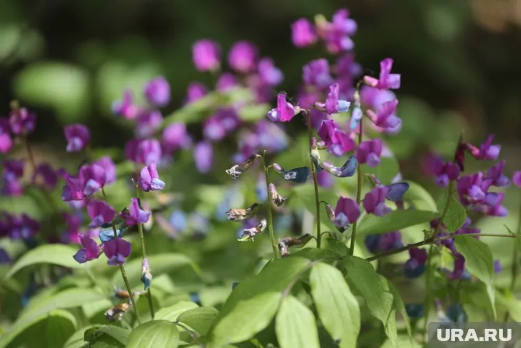 В разгар летнего сезона увеличивается риск аллергии на пыльцу растений