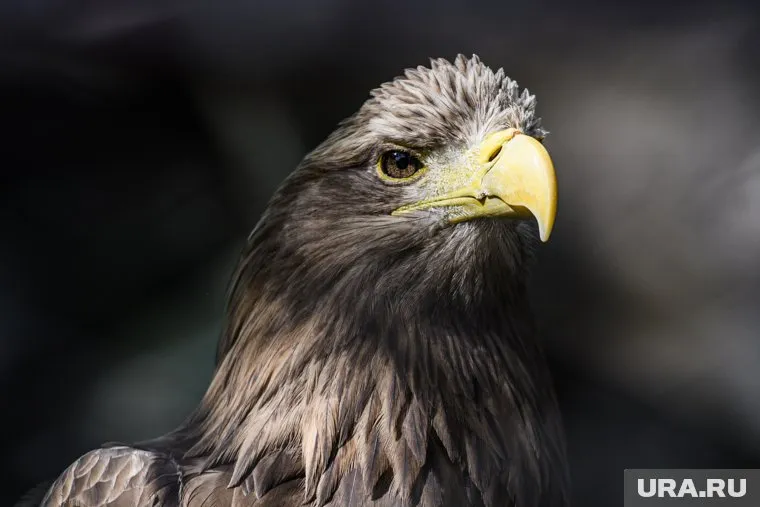 У орлана-белохвоста хвост становится заметным (белым), когда птица достигает возраста 5 лет (архивное фото)