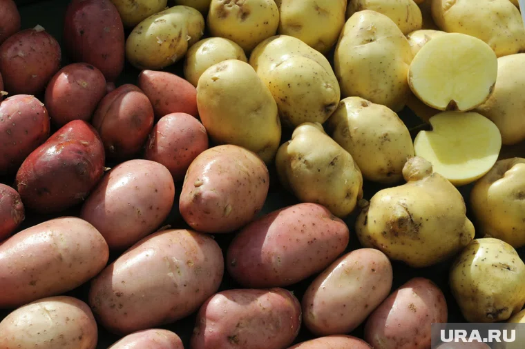 Из картофеля можно приготовить ароматную и сытную горячую закуску